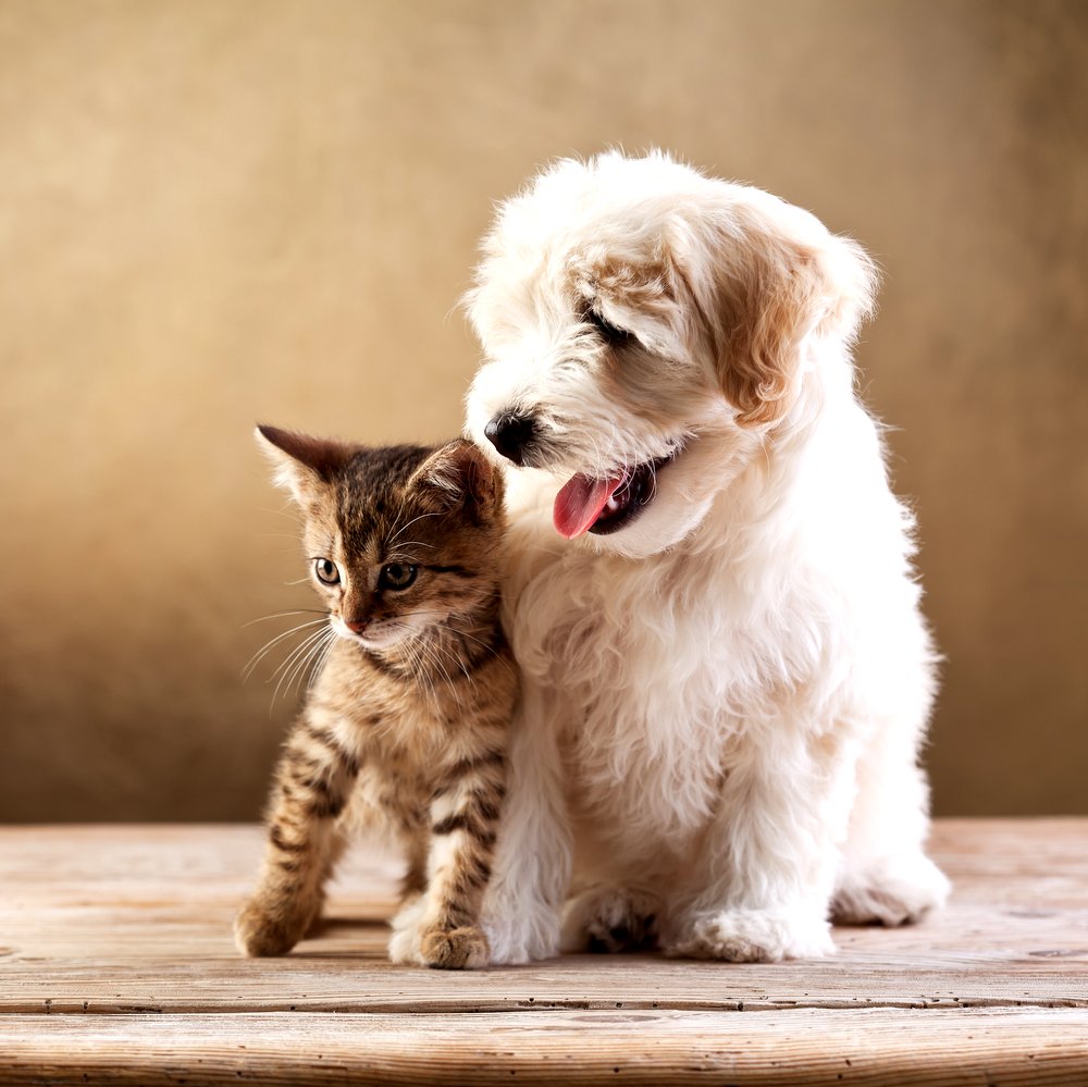 Animal friends