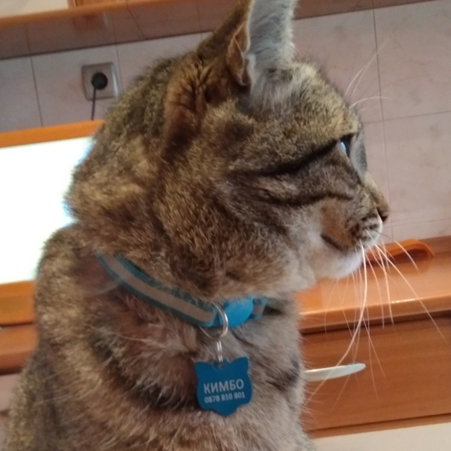 Медальон за котки с надпис по поръчка